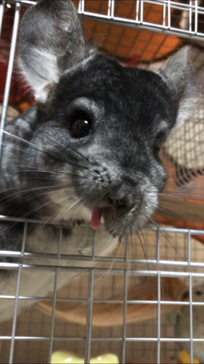 Small Animal Life ジェックス株式会社