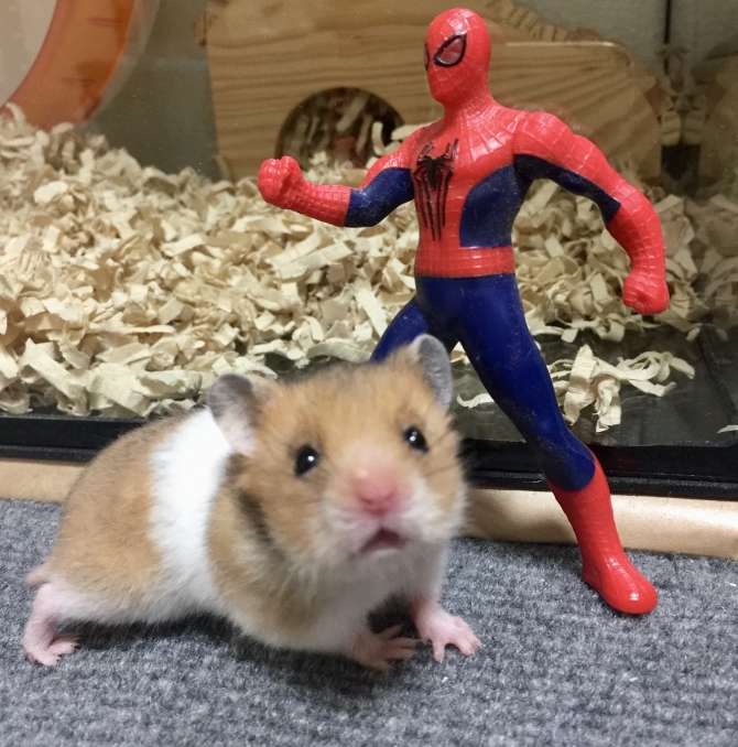 二重まぶたのハムスター（ハムスター：ゴールデン）Small Animal Life