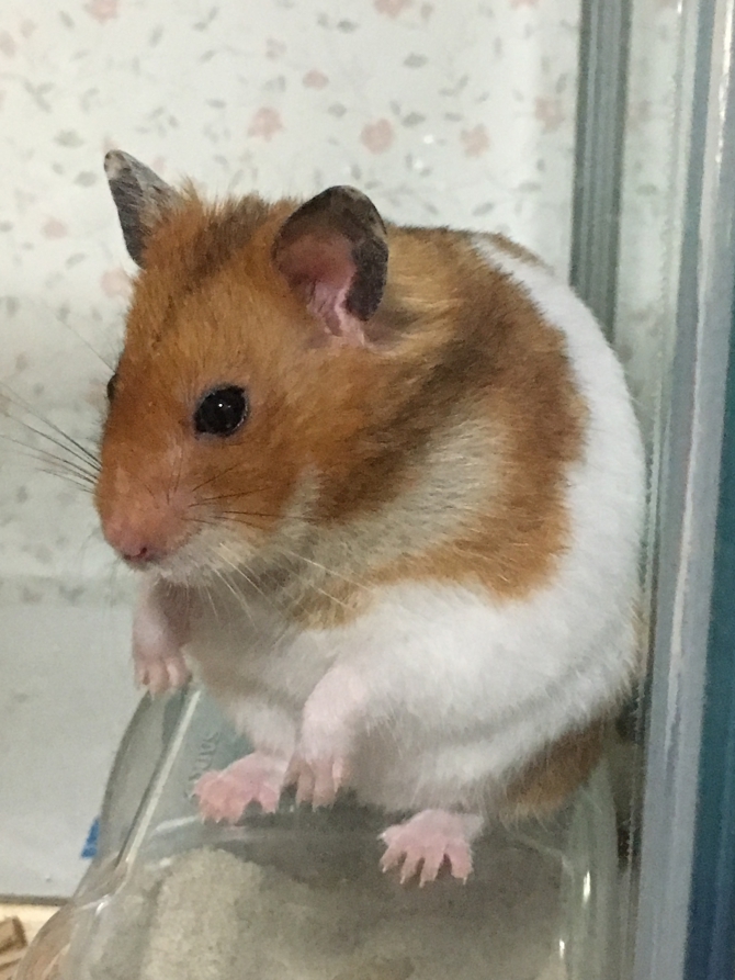 ぽんちゃん