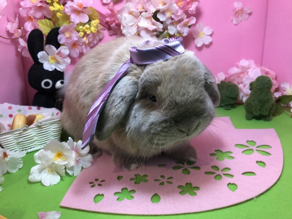 モフモフ