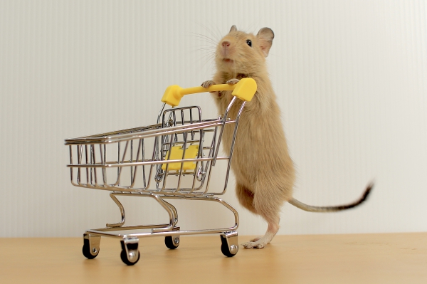 デグー その他・わからない：Small Animal Life｜うさぎ・ハムスター