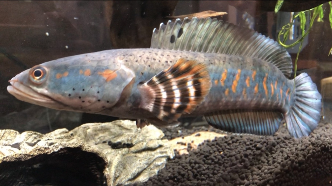 チャンナプルクラ　±20 熱帯魚 チャンナプルクラの飼育法～大きさ・餌・混泳・水槽サイズなど