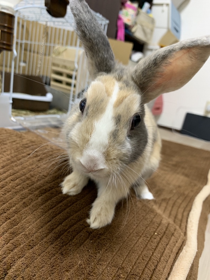 やってやったぜ(。-∀-)ﾆﾔﾘ（うさぎ：ミックス）Small Animal Life