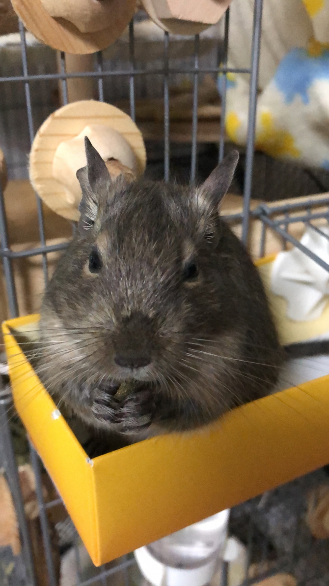 デグー ブルー：Small Animal Life｜うさぎ・ハムスターなど小動物用品