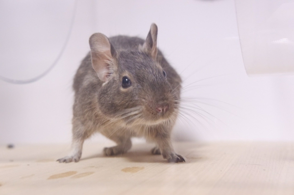 デグー ブルー：Small Animal Life｜うさぎ・ハムスターなど小動物用品