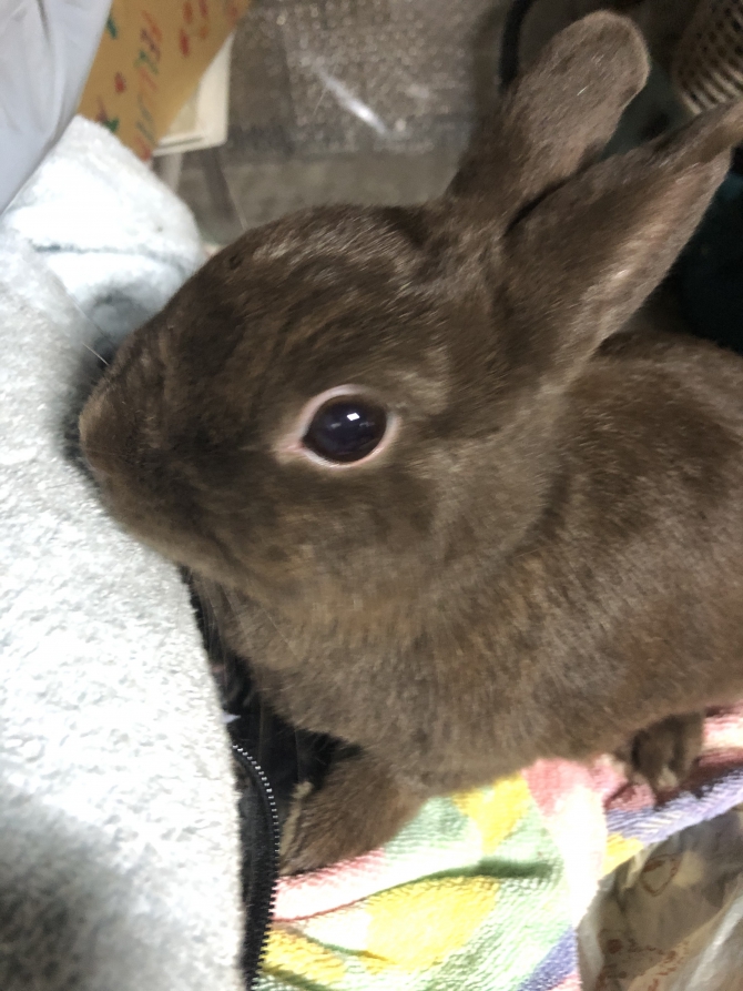 北のお部屋（うさぎ：ネザーランドドワーフ）Small Animal Life