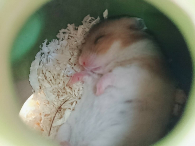 初めまして ハムスター ゴールデン Small Animal Life うさぎ ハムスターなど小動物用品のジェックス