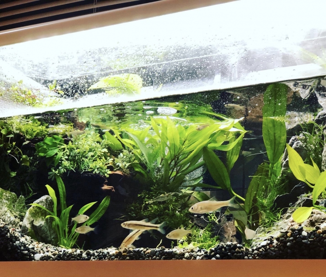熱帯魚 観賞魚 アクアリウム用品 アクアリウム自慢 アーカイブ ジェックス株式会社