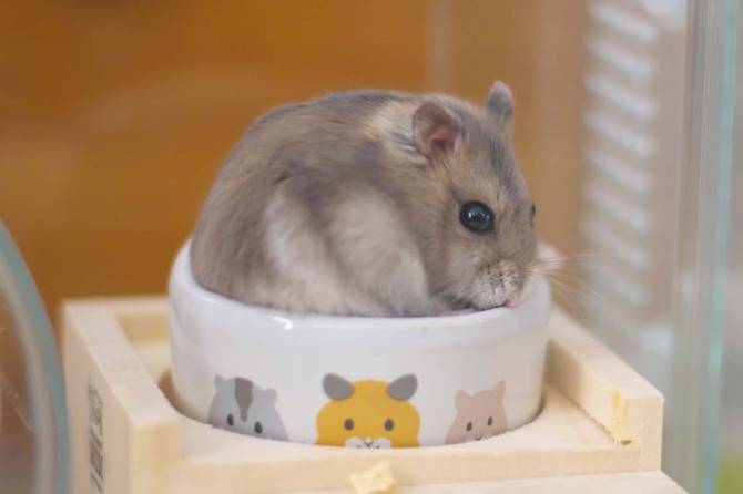 新しい家族（ハムスター：ジャンガリアン）Small Animal Life