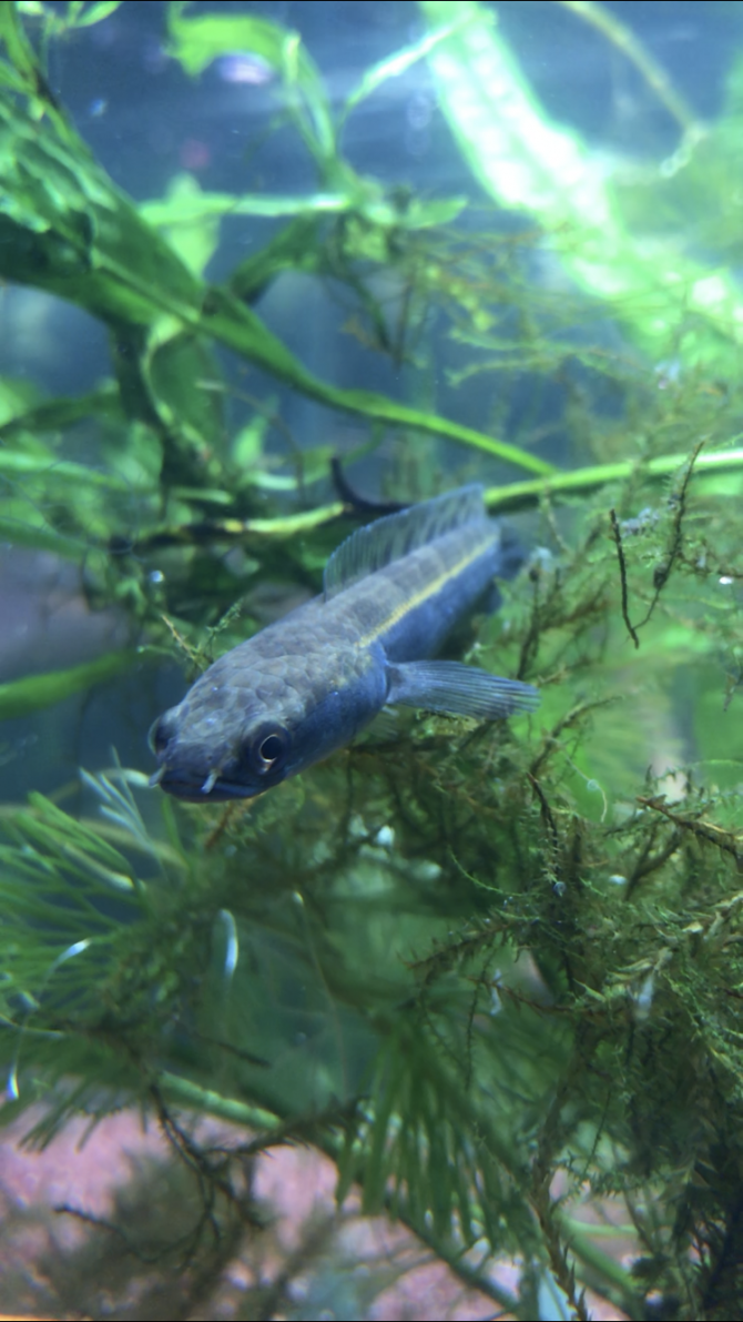 スネークヘッド （熱帯魚 スネークヘッド ）アクアリウム自慢 | 金魚