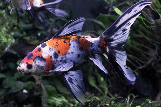 朱文金 ニ歳魚 金魚 朱文金 アクアリウム自慢 金魚 メダカ 熱帯魚用品のジェックス