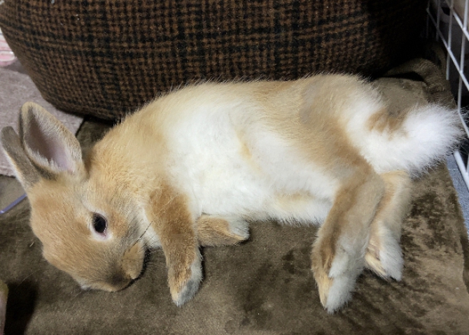 ゴロン♫（うさぎ：ネザーランドドワーフ）Small Animal Life｜うさぎ・ハムスターなど小動物用品のジェックス