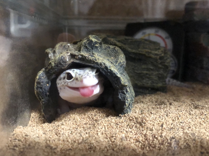 あっかんべー