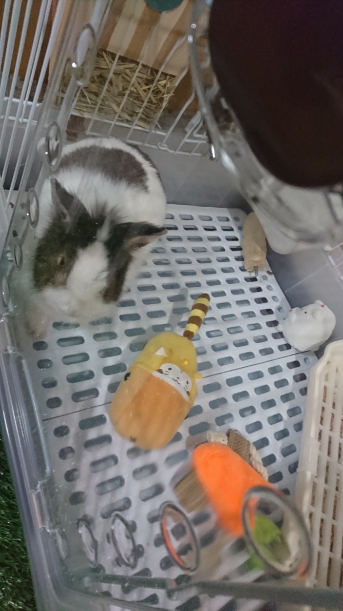 Small Animal Life ジェックス株式会社 Small Animal Life ジェックス株式会社