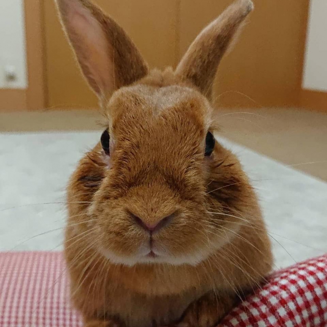 ぼくかわいいでしょ（うさぎ：ミックス）Small Animal Life｜うさぎ