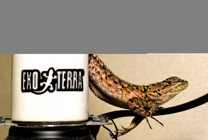 ジェックス エキゾテラ ライトドーム18cm