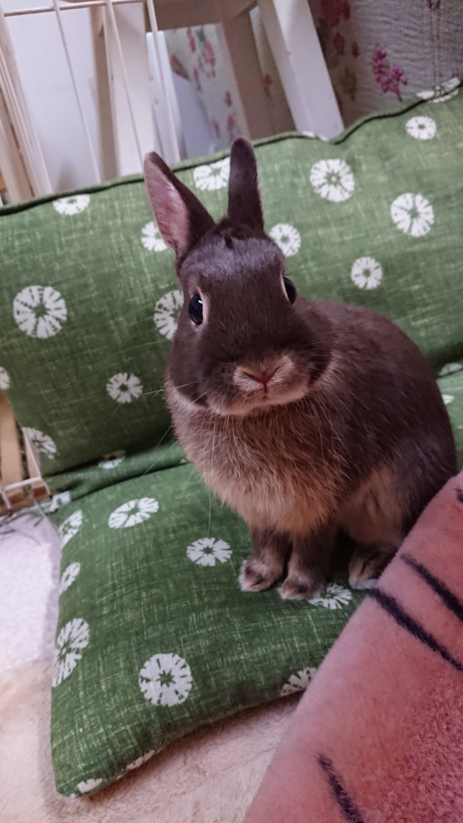 かわいいくーちゃん うさぎ ネザーランドドワーフ Small Animal Life うさぎ ハムスターなど小動物用品のジェックス