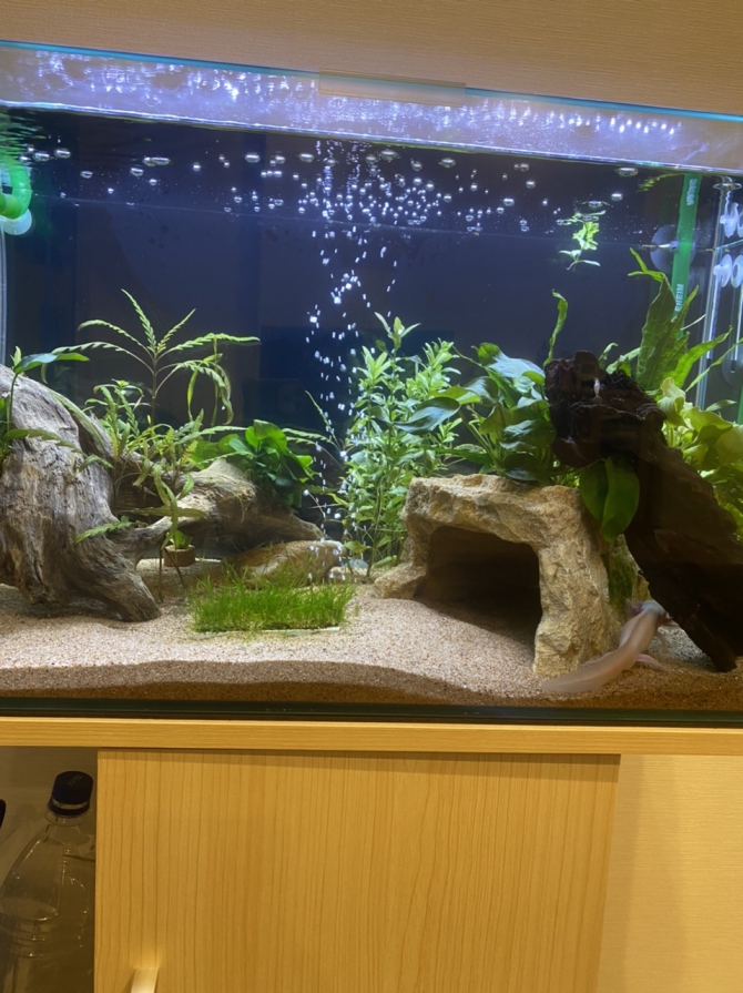 うぱるぱ（その他 ウーパールーパー）アクアリウム自慢 | 金魚・メダカ