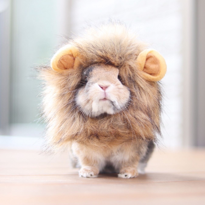 Small Animal Life ジェックス株式会社