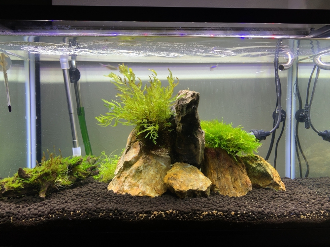 こんな時だからこそ2号水槽立ち上げ 熱帯魚 ブルーテトラ サイアミーズフライングファックス アクアリウム自慢 金魚 メダカ 熱帯魚用品のジェックス
