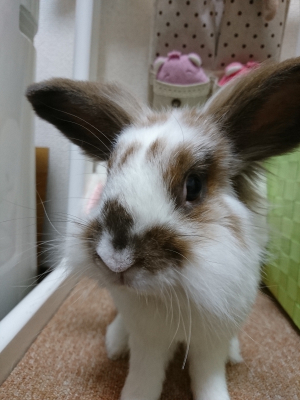 うさぎ ミックス：Small Animal Life｜うさぎ・ハムスターなど小動物