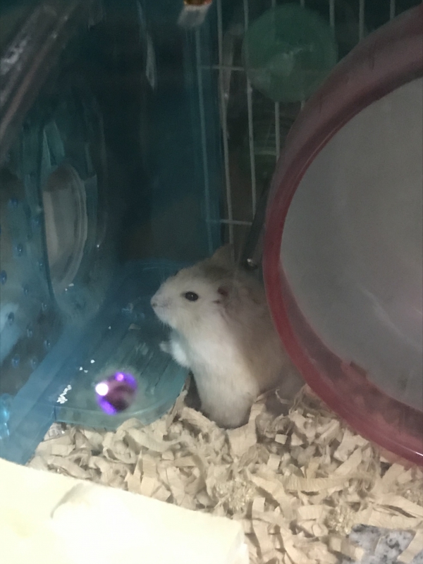 やさぐれたハムスター ハムスター ジャンガリアン Small Animal Life うさぎ ハムスターなど小動物用品のジェックス