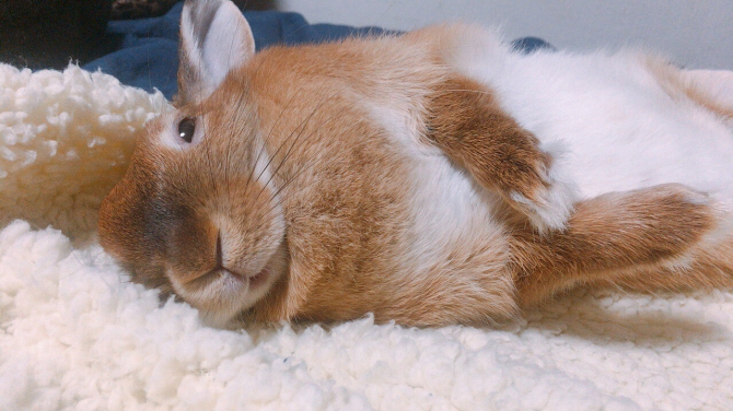 うさぎ ミックス：Small Animal Life｜うさぎ・ハムスターなど小動物