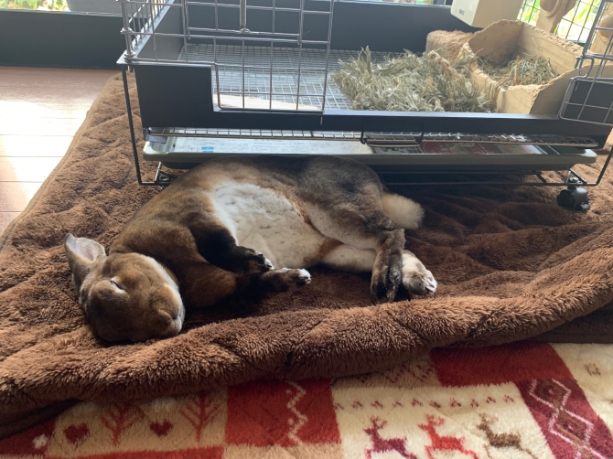 うさぎ ミニレッキス：Small Animal Life｜うさぎ・ハムスターなど