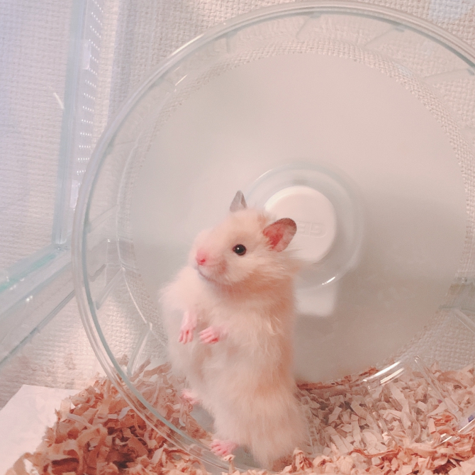 回し車で休憩中 ハムスター その他 わからない Small Animal Life うさぎ ハムスターなど小動物用品のジェックス