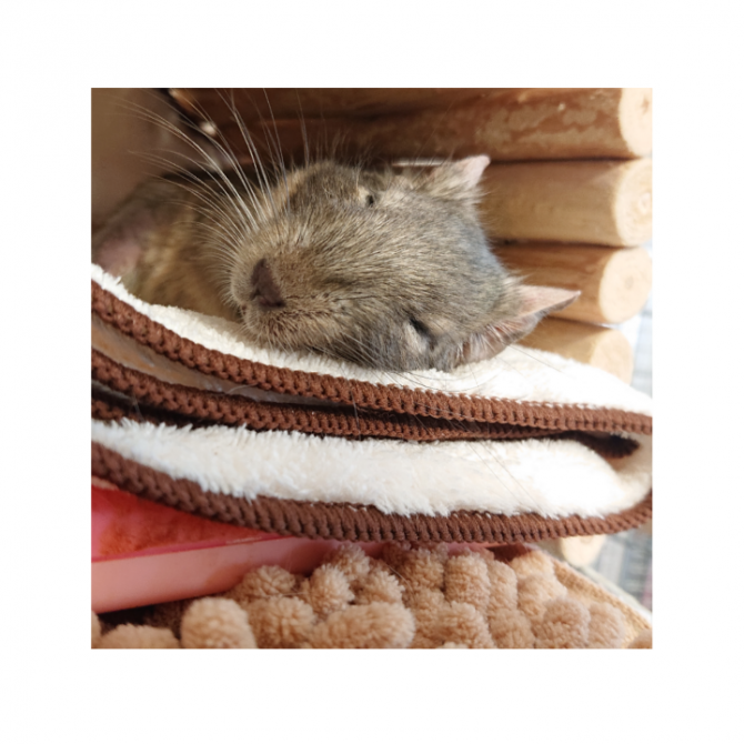 デグー ブルー：Small Animal Life｜うさぎ・ハムスターなど小動物用品