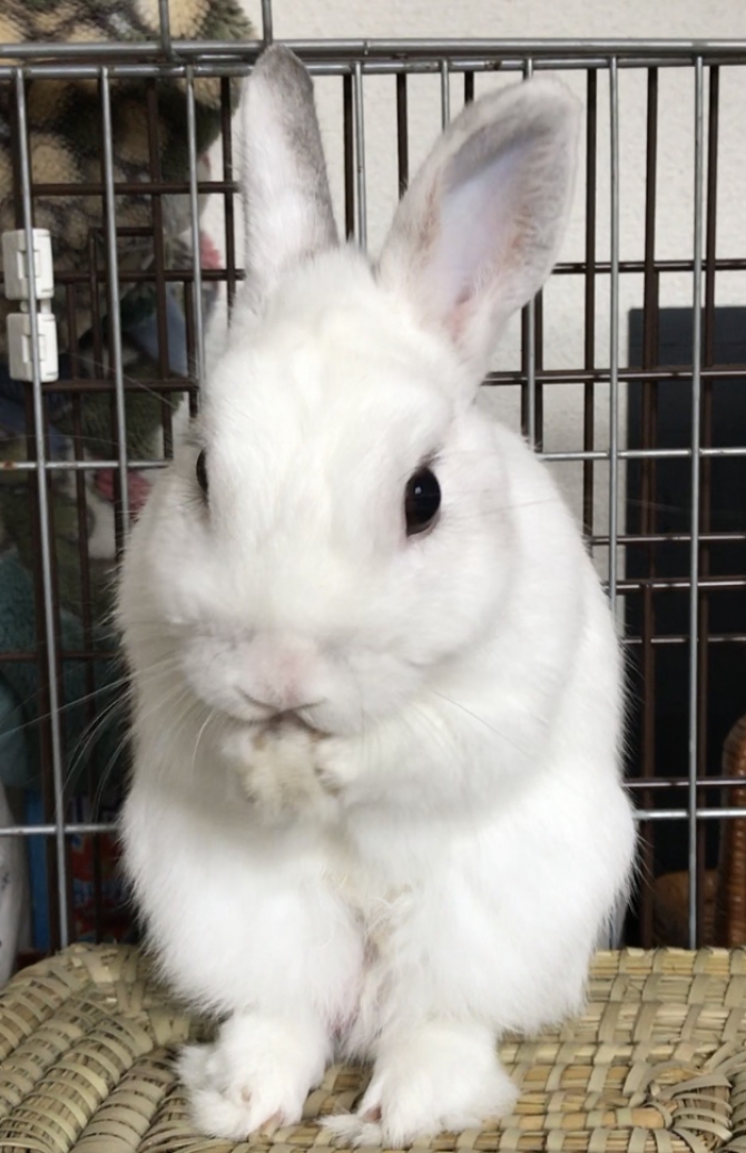 身だしなみ（うさぎ：ネザーランドドワーフ）Small Animal Life