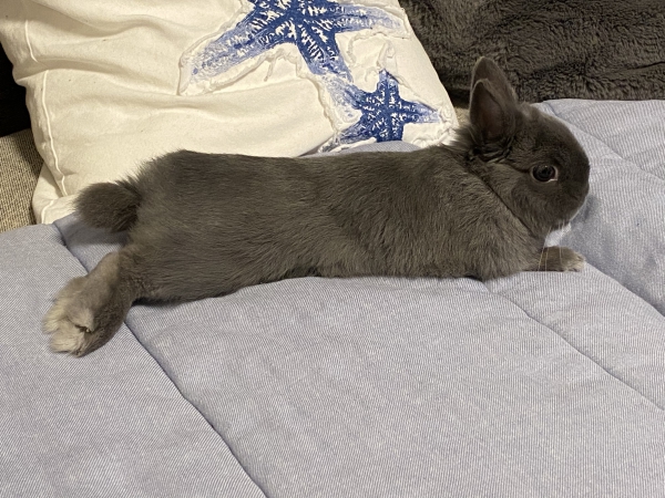 リラックス（うさぎ：ネザーランドドワーフ）Small Animal Life