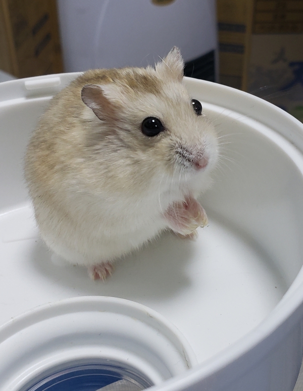 ハムスター ジャンガリアン Small Animal Life うさぎ ハムスターなど小動物用品のジェックス