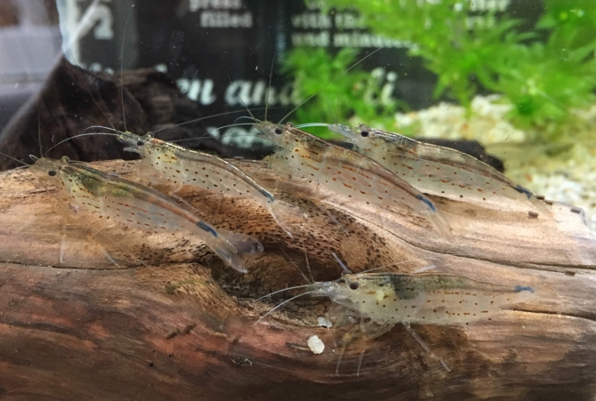 ヤマトヌマエビの家族 その他 ヤマトヌマエビ アクアリウム自慢 金魚 メダカ 熱帯魚用品のジェックス