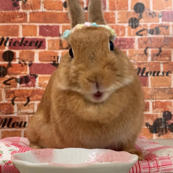 うさぎもこ様 Www Leschantsdavril Fr