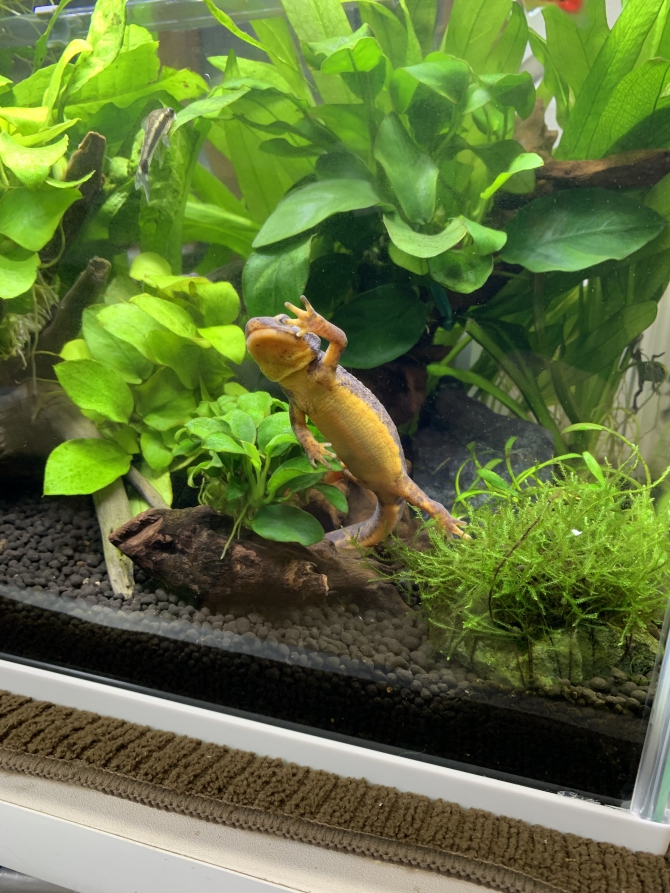 今日のシリケンイモリ（その他 イモリ）アクアリウム自慢 | 金魚