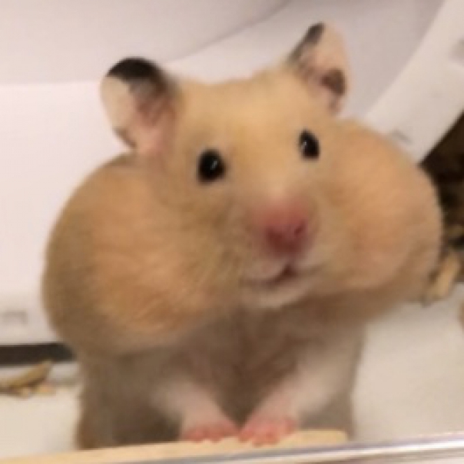 Small Animal Life ジェックス株式会社 Small Animal Life ジェックス株式会社