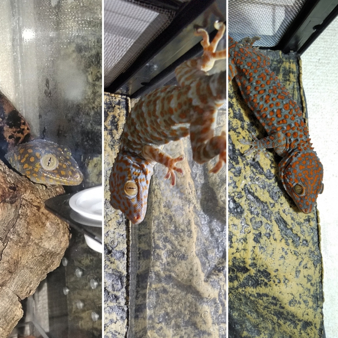 ブッチャー♀、ラッシャー♂、サッチャー♀