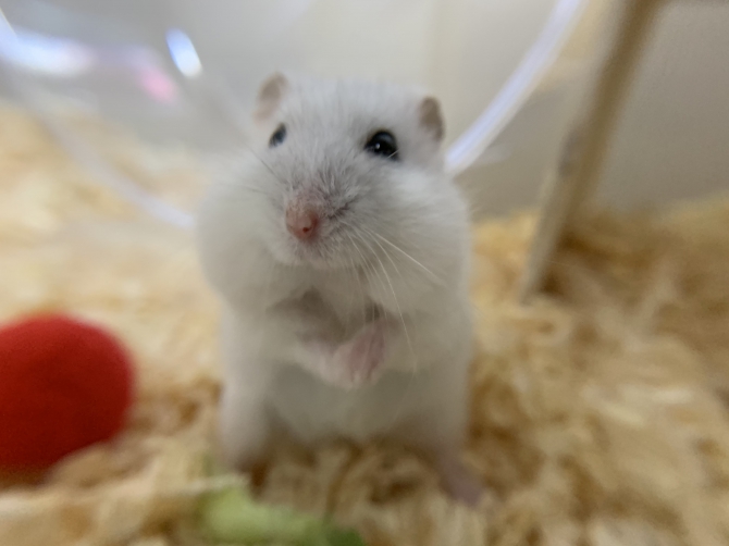 天使のハムスター ハムスター ジャンガリアン Small Animal Life うさぎ ハムスターなど小動物用品のジェックス