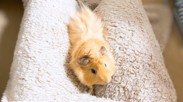 お膝でおやつ（モルモット：アビシニアン）Small Animal Life｜うさぎ 
