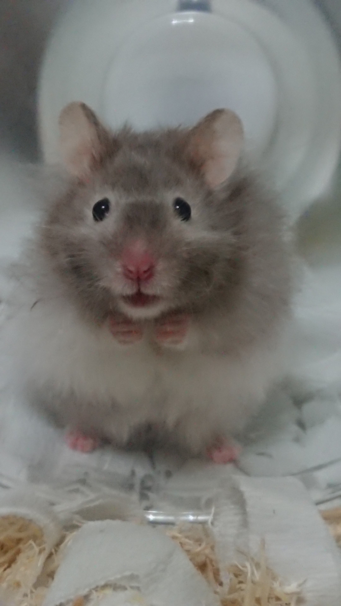 Small Animal Life ジェックス株式会社