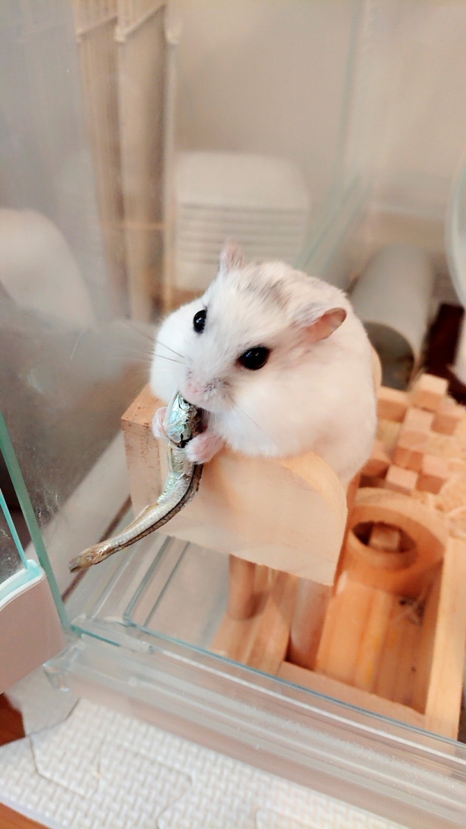 ハムスター ジャンガリアン Small Animal Life うさぎ ハムスターなど小動物用品のジェックス