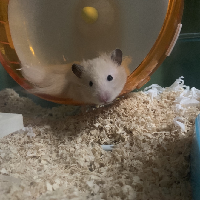 走り疲れてぐったり ハムスター ゴールデン Small Animal Life うさぎ ハムスターなど小動物用品のジェックス