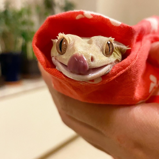 ぴっぴ巻きできあがりー