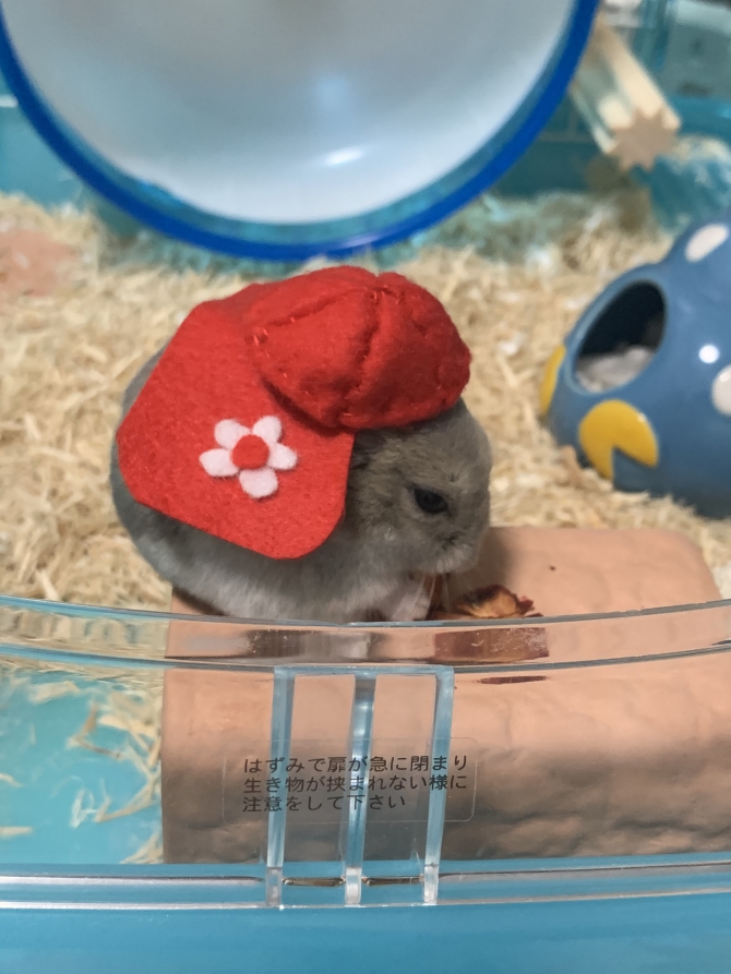 りんご ハムスター
