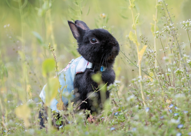 12月で10歳だよ うさぎ ネザーランドドワーフ Small Animal Life うさぎ ハムスターなど小動物用品のジェックス