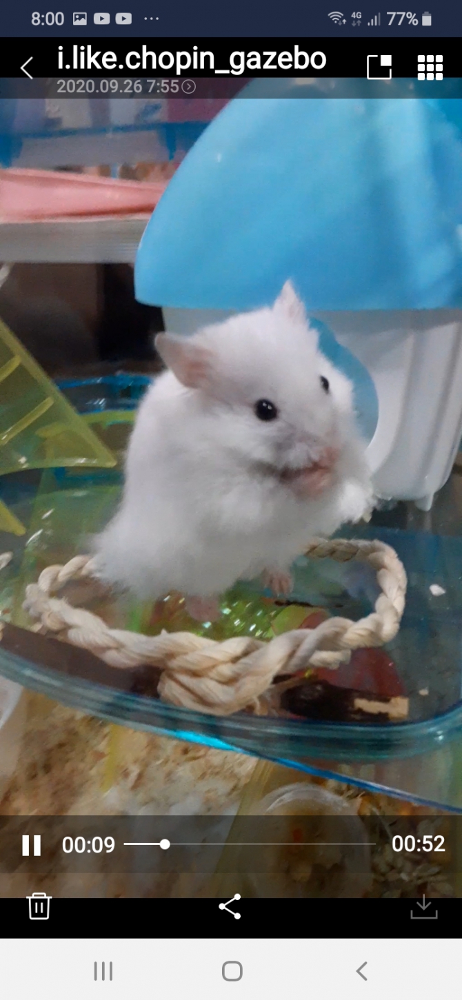 可愛いよ ｍ プププ ハムスター その他 わからない Small Animal Life うさぎ ハムスターなど小動物用品のジェックス