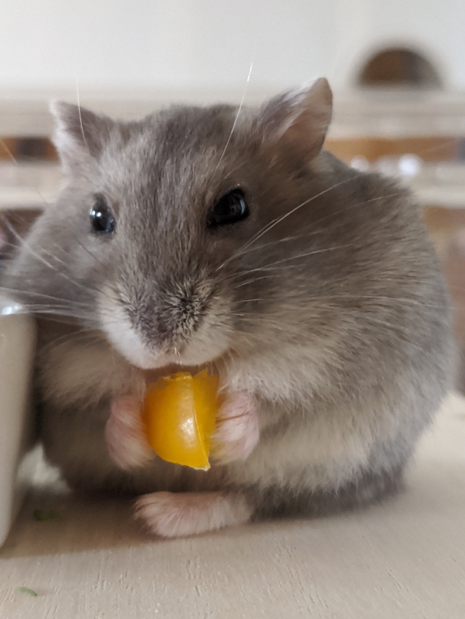 ハムスター ジャンガリアン Small Animal Life うさぎ ハムスターなど小動物用品のジェックス