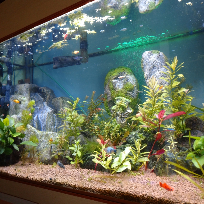 熱帯魚 観賞魚 アクアリウム用品 アクアリウム自慢 ジェックス株式会社