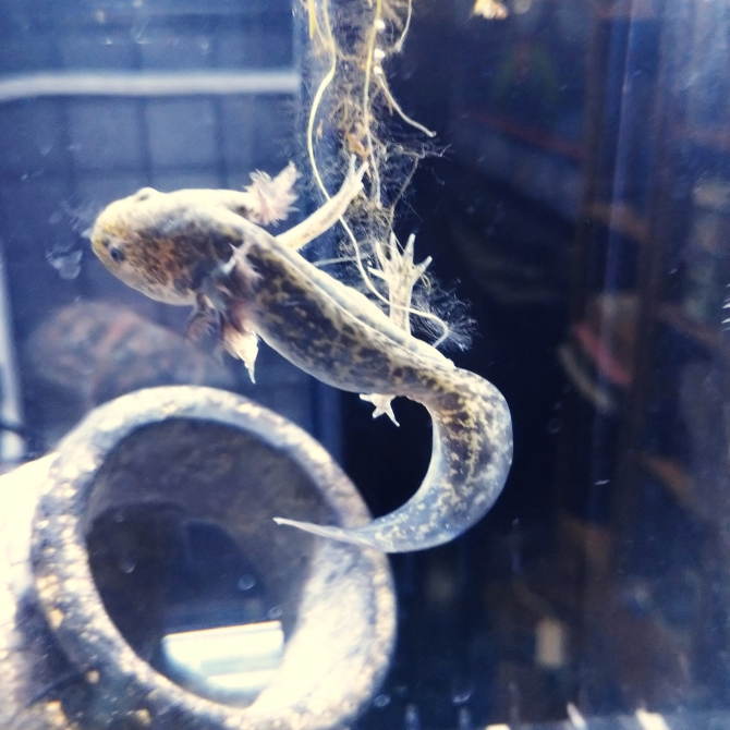 水面で遊んでるなと思ったら その他 ウーパールーパー アクアリウム自慢 金魚 メダカ 熱帯魚用品のジェックス